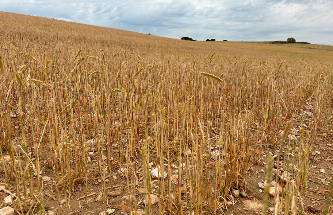 Ya lo que faltaba: la plaga de la langosta está localizada pero aumentan sus daños y piden medidas para la agricultura ecológica y terminar con ella