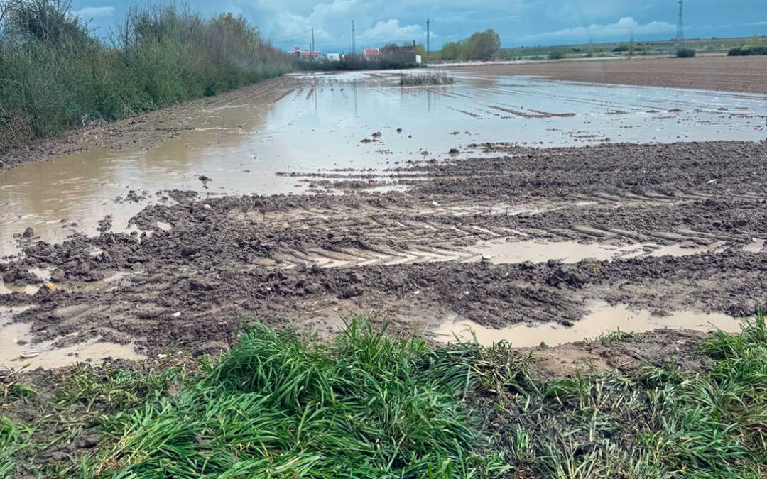 Reclaman medidas urgentes en la PAC 2025 para las explotaciones de regadío afectadas por las intensas lluvias de esta primavera