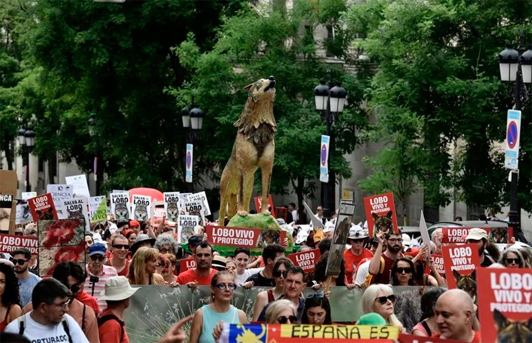 Una manifestación por el «lobo vivo y protegido» recorre Madrid para reclamar que vuelvan las políticas de protección