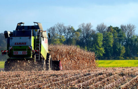 La tensión por el cereal crece: exigen suspender la cotización de la Lonja de Salamanca y su cierre tras caer 15 euros/tn el precio de la cebada