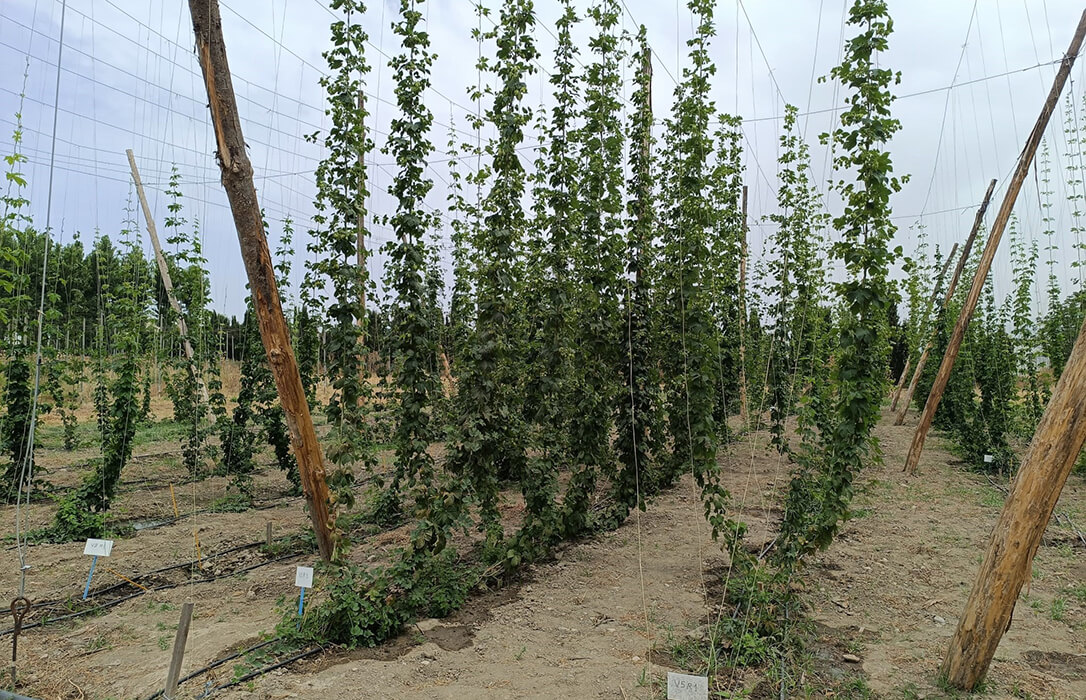 Estudian la adaptación del lúpulo a las condiciones climáticas de Andalucía para que posibilite cervezas de mayor proximidad