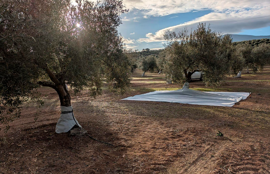 Desarrollan una malla antihierba bicapa que mejora la retención del agua en el suelo y reduce el estrés hídrico del olivo