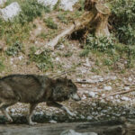 Denuncian que la ministra Aagensen quiere quitarle a la ganadería los fondos contra los ataques del lobo para dárselo a los grupos animalistas