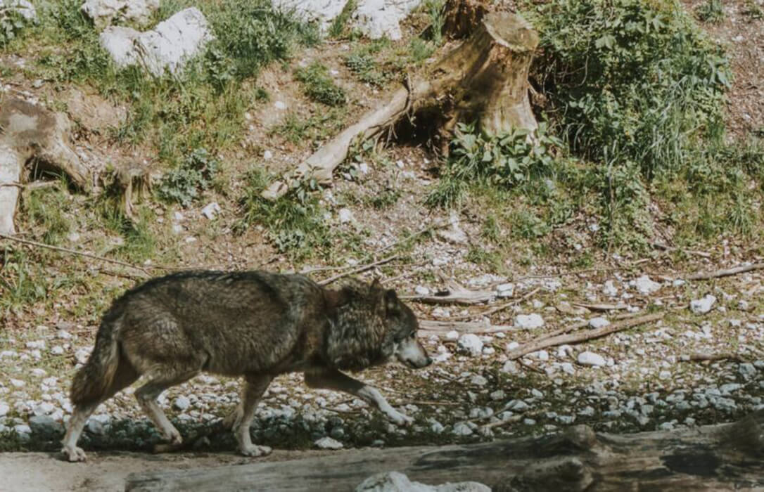 Denuncian que la ministra Aagensen quiere quitarle al ganadero los fondos contra los ataques del lobo para dárselo a los grupos animalistas