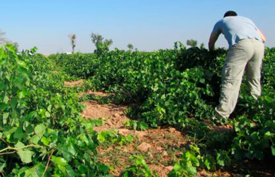 Denuncian una «nueva discriminación hacia las gentes del campo»: La Junta CLM excluye al sector agropecuario de las ayudas a emprendedores