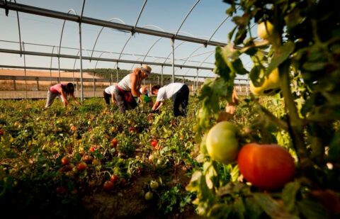 Arranca su tramitación parlamentaria la ley andaluza de Impulso y Promoción de la producción ecológica, pionera en España