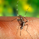 Piden poder labrar los rastrojos y barbechos para evitar las plagas de mosquitos tal y como pide la Red de Alerta Fitosanitaria