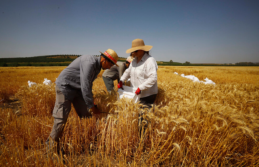 Tras muchos días de ‘anticipo’: España se prepara para su primera ola de calor oficial del verano con máximas de más de 40 grados