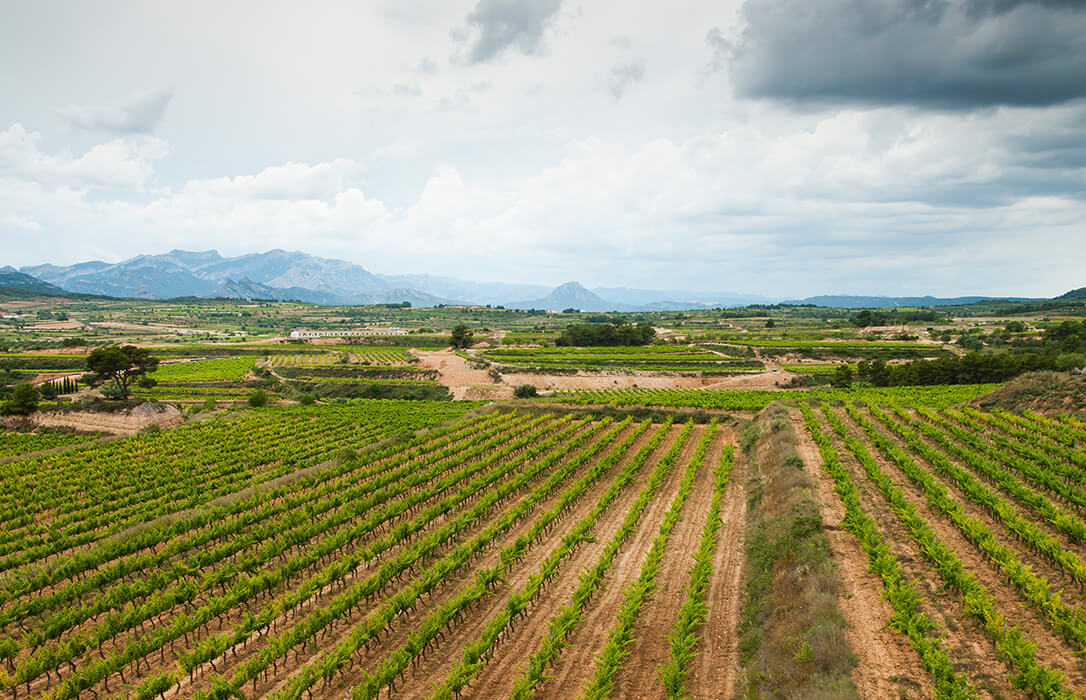 Valoran positivamente las medidas planteadas por Bruselas para salvar al vino europeo pero reclaman un presupuesto europeo para realizarlas