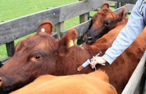 La peor pesadilla: Ordenan sacrificar 236 vacas y terneros en Girona por un foco de tuberculosis pero en la explotación solo hay un positivo
