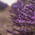 La crisis del sector arómáticas y de aceites esenciales, con el cultivo de la lavanda a punto de desaparecer, a debate en el Instituto de la Ingeniería