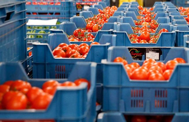 COAG pide en la UE que la aplicación de la sentencia que declara ilegal el acuerdo con Marruecos no perjudique a los agricultores españoles