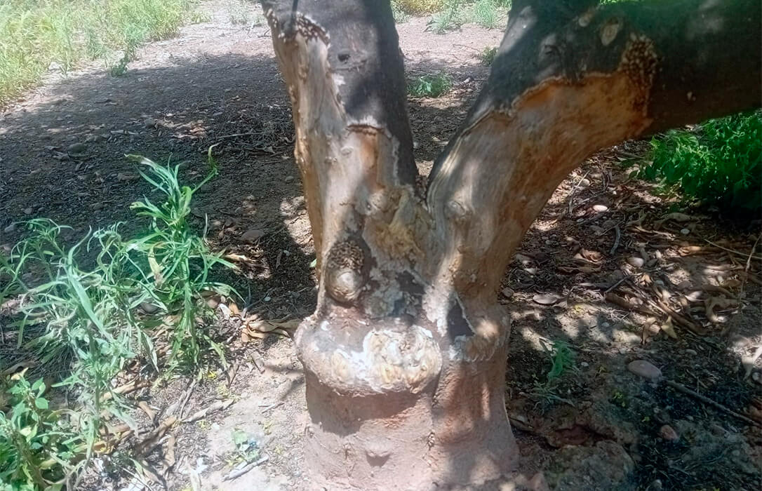 Reclaman a la Generalitat ayudas para limpiar parcelas abandonadas y reducir la sobrepoblación de fauna silvestre en el campo valenciano