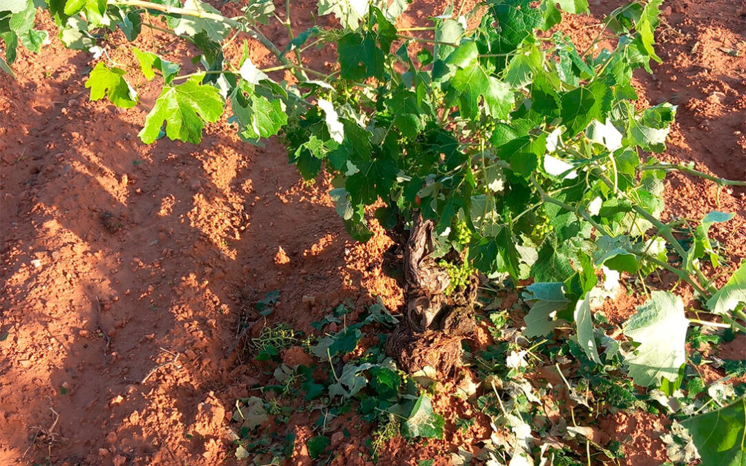 Nueva tormenta de pedrisco en 3.000 hectáreas de cultivo en comarcas valencianas con daños por valor de 3 millones de euros en pérdidas