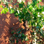 Nueva tormenta de pedrisco en 3.000 hectáreas de cultivo en comarcas valencianas con daños por valor de 3 millones de euros en pérdidas