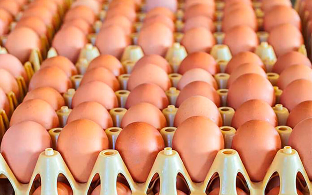 Los precios del aceite acentúan su caída al descender un 37,1% en junio mientras que los huevos suben un 18%