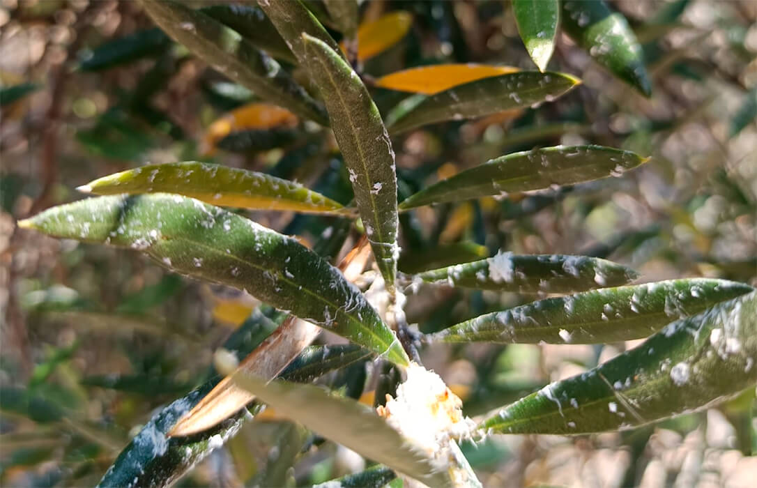 La preocupación por la plaga del algodoncillo del olivo en Jaén impulsa la necesidad de una estrategia de manejo integrado para su control