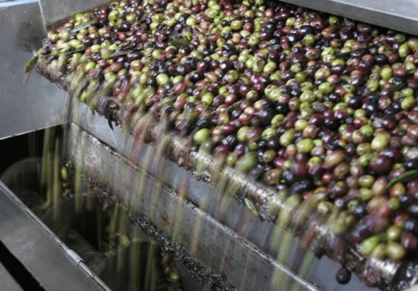 Leve subida la última semana de los precios del aceite mientras que las almazaras apenas si conservan en sus bodegas el 22% del producido