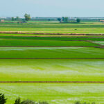 Reclaman un plan europeo de apoyo a un sector del arroz español afectado por la epidemia de los bajos precios y altos costes