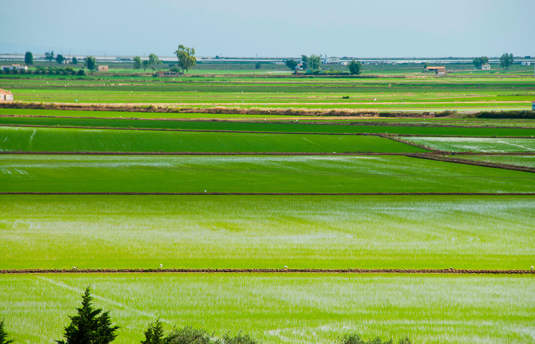 Reclaman un plan europeo de apoyo a un sector del arroz español afectado por la epidemia de los bajos precios y altos costes