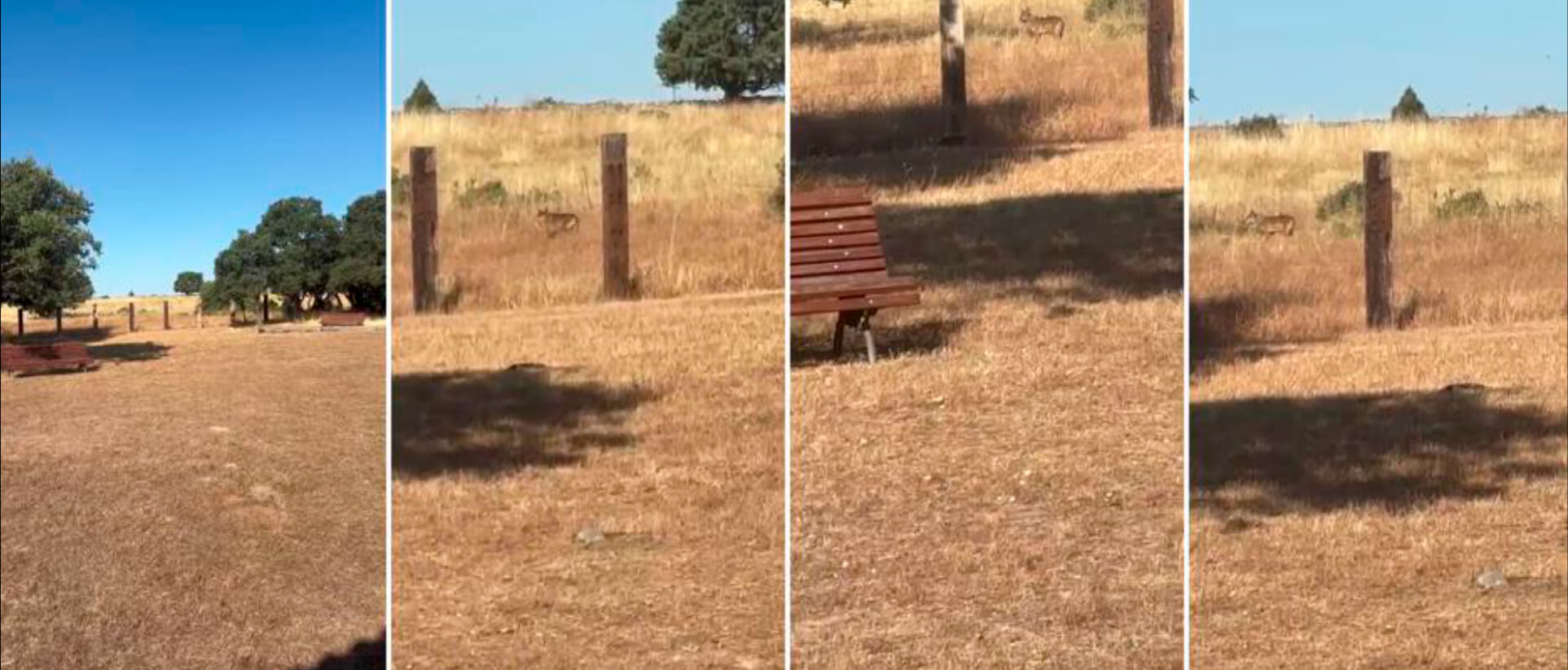 Denuncia el ataque de un lobo a pleno día a menos de un centenar de metros de una zona habitada y urbanizada en la Sierra de Madrid