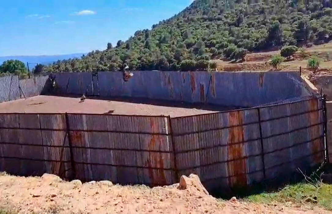 Alertan de que los ataques de buitres al ganado se extienden de Castellón al noroeste de Valencia en bandadas de un centenar de animales