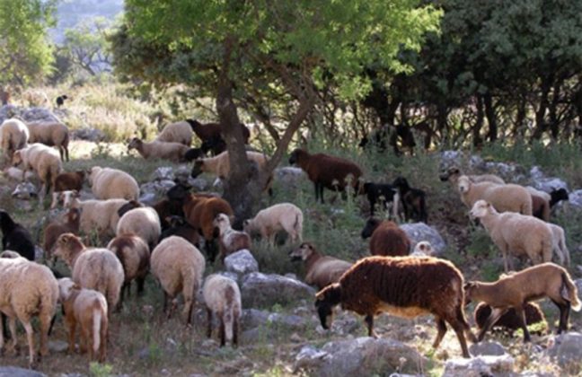 Solicitan ayudas directas para los ganaderos de ovino afectados por el brote de lengua azul en el Valle del Guadalhorce