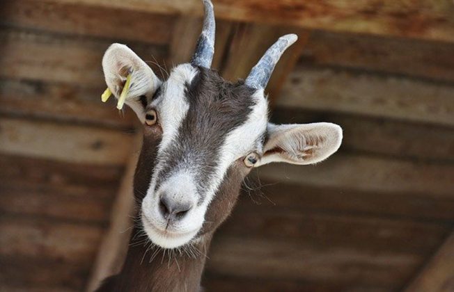 Nueva alerta ante la caída de precio y producción de la leche de ovino y caprino e instan a las administraciones a mover ficha