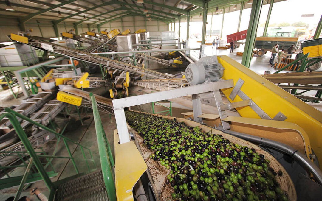 Aprobados cambios normativos para dotar de mayor transparencia al mercado de los sectores de aceite de oliva y las aceitunas de mesa