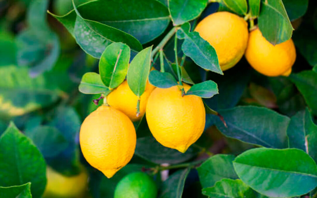 Valoran la campaña del limón Verna como «agridulce a su finalización» con precios de venta del limón en campo muy rentables