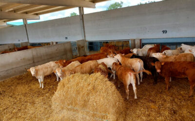 Dehesa Grande renueva la certificación Welfair® de bienestar animal en su industria cárnica y en sus granjas de cebo