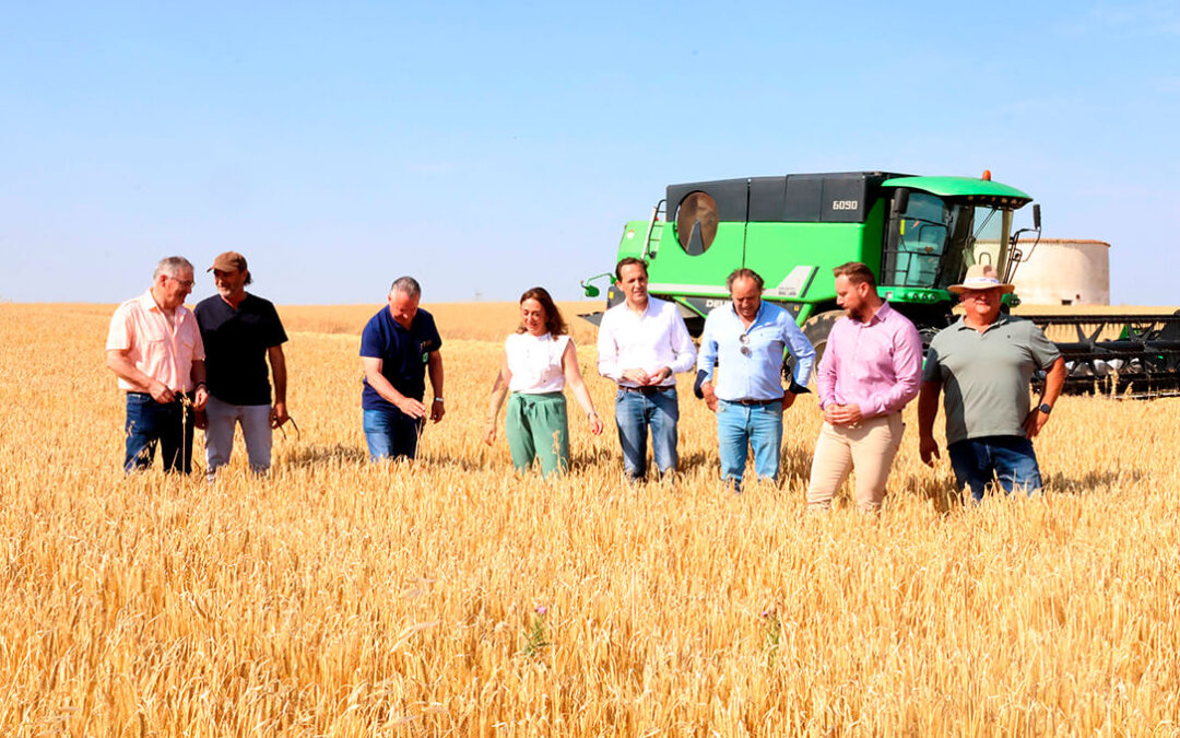 La cosecha de cereal en Castilla y León alcanzará los 8,12 millones de toneladas, la segunda mayor en 15 años pero con precios a la baja