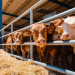 Los veterinarios sí confían inicialmente en que el crotal electrónico y esperan que acabe facilitando su tarea en el campo