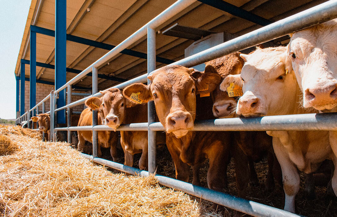 Los veterinarios sí confían inicialmente en que el crotal electrónico y esperan que acabe facilitando su tarea en el campo