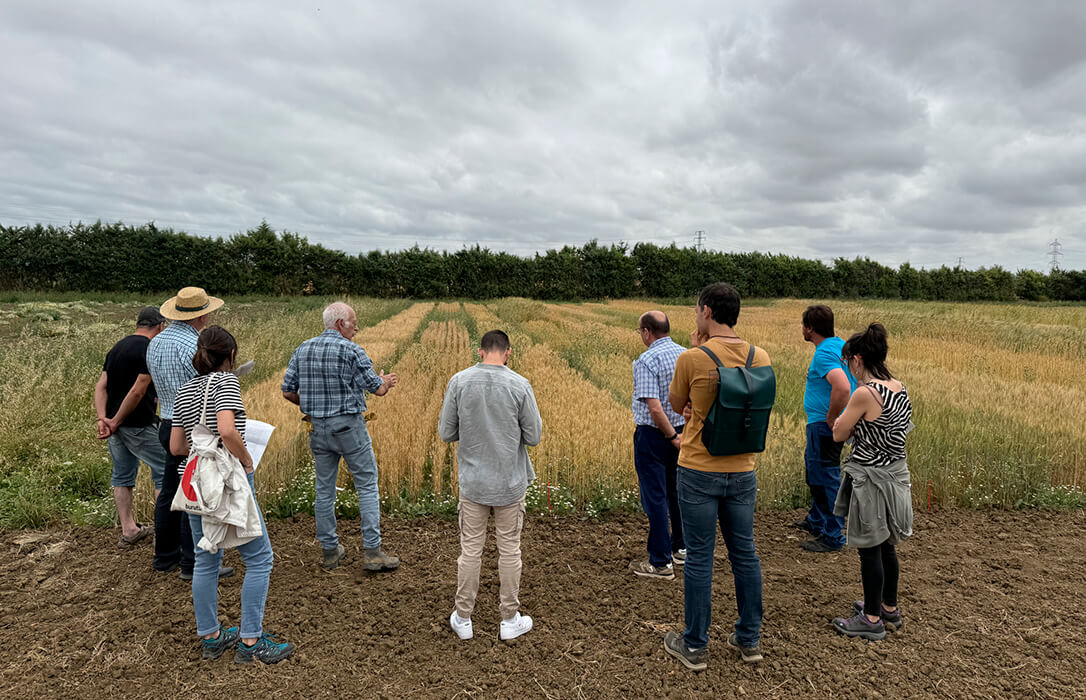 Neiker avanza en el cultivo de trigo ecológico para una producción más sostenible y sobre todo más rentable