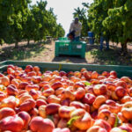 Extremadura gasta 28,27 millones en subsidios agrarios por desempleo mientras desaparecen 4.500 hectáreas de frutales por escasez de mano de obra