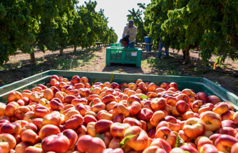 Extremadura gasta 28,27 millones en subsidios agrarios por desempleo mientras desaparecen 4.500 hectáreas de frutales por escasez de mano de obra