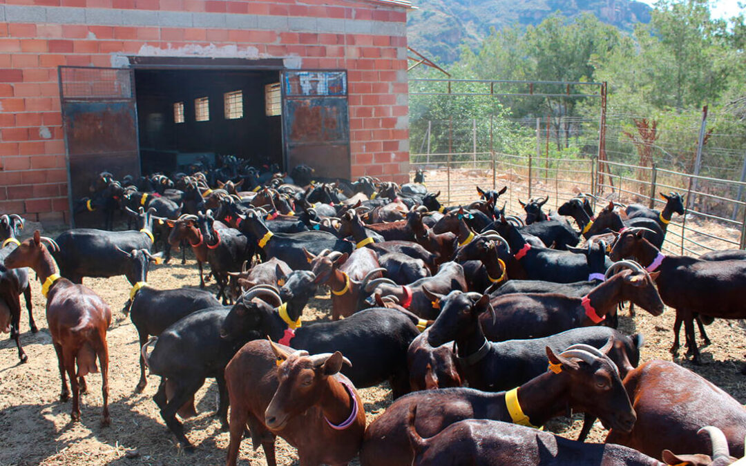 Otra sangría más: en apenas cinco años ha desaparecido el 40% de las explotaciones de ovino y caprino de leche en la Comunitat Valenciana
