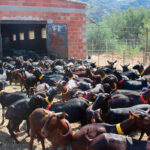 Otra sangría más: en apenas cinco años ha desaparecido el 40% de las explotaciones de ovino y caprino de leche en la Comunitat Valenciana
