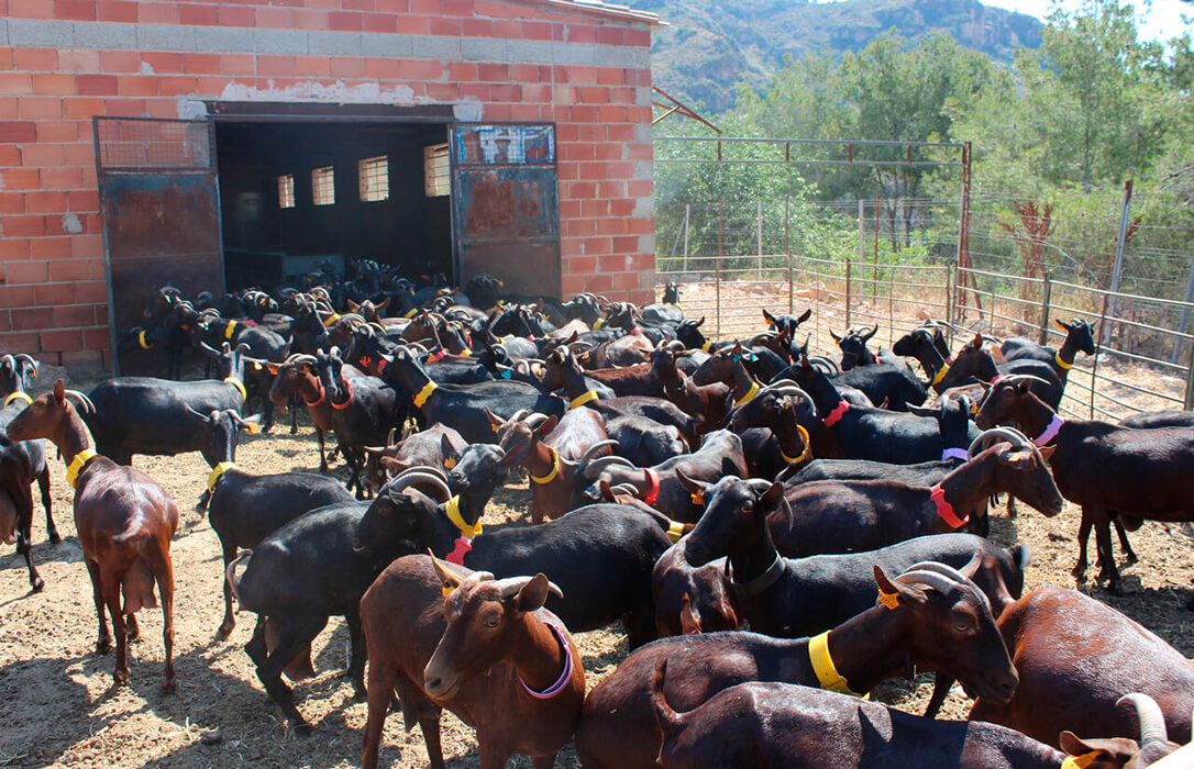 Otra sangría más: en apenas cinco años ha desaparecido el 40% de las explotaciones de ovino y caprino de leche en la Comunitat Valenciana
