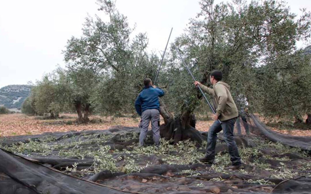 Piden al Ministerio que la norma de comercialización del aceite responda a las inquietudes de los productores en un tiempo de incertidumbre