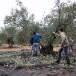 Piden al Ministerio que la norma de comercialización del aceite responda a las inquietudes de los productores en un tiempo de incertidumbre