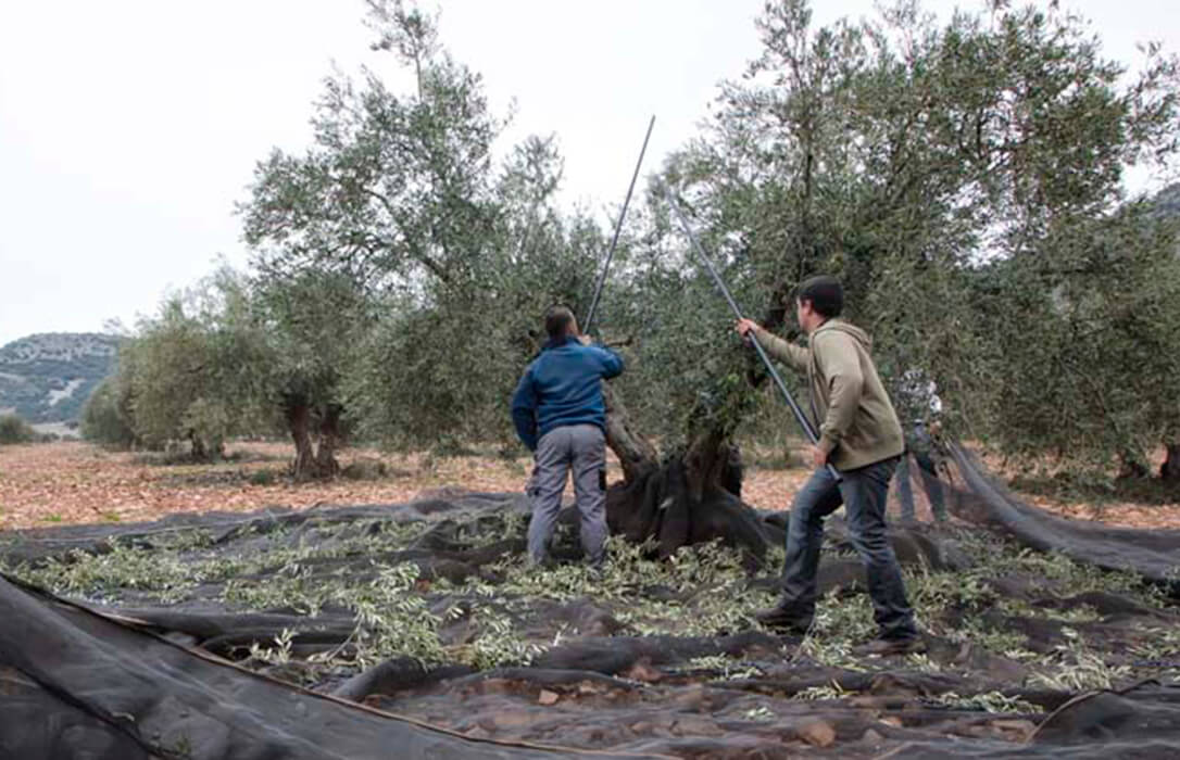 Piden al Ministerio que la norma de comercialización del aceite responda a las inquietudes de los productores en un tiempo de incertidumbre