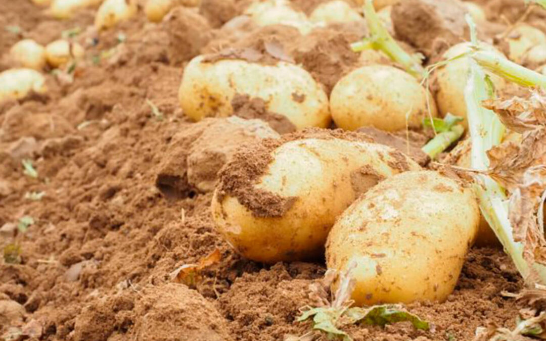 La patata llega hasta el Congreso: instan al Gobierno a dotar a las explotaciones de suficientes materias activas para combatir plagas y enfermedades