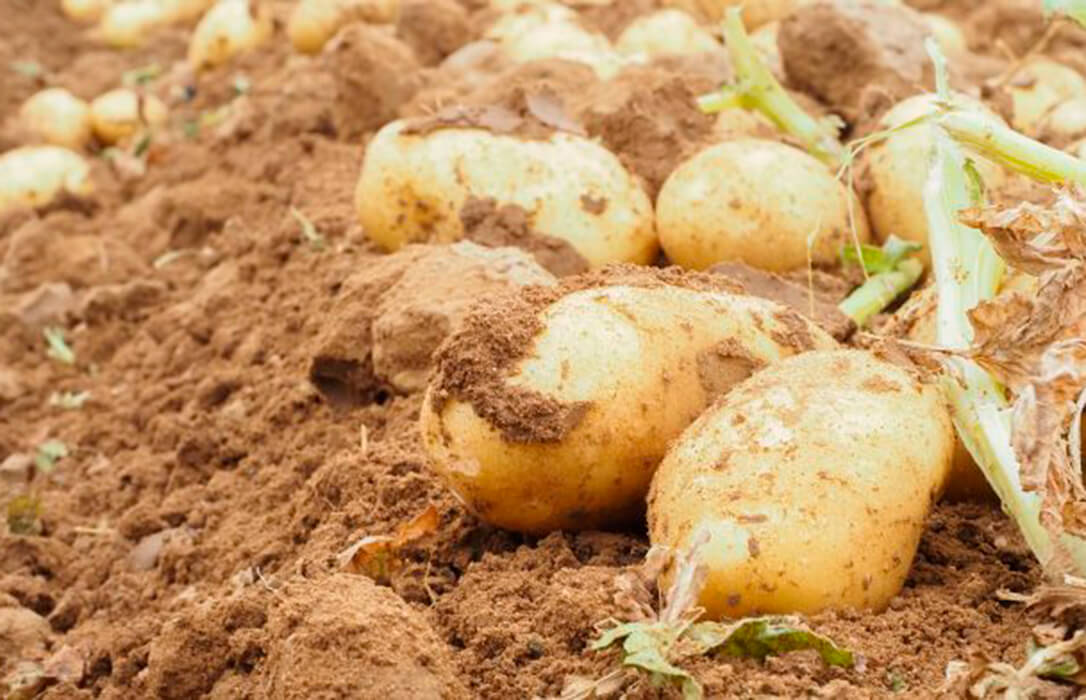 La patata llega hasta el Congreso: instan al Gobierno a dotar a las explotaciones de suficientes materias activas para combatir plagas y enfermedades
