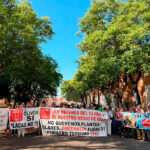 La Junta de Andalucía asegura que no parará la tala de olivos tradicionales porque se ajusta a la ley y cuenta con el apoyo social pese a 120.000 firmas en contra