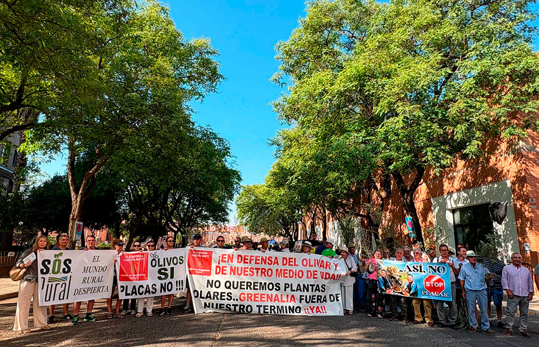 La Junta de Andalucía asegura que no parará la tala de olivos tradicionales porque se ajusta a la ley y cuenta con el apoyo social pese a 120.000 firmas en contra