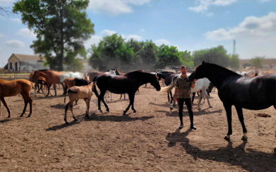 Los ‘caballos del Rey’ nacen y se crían en Jerez de la Frontera: el Centro Militar de Cría Caballar forma a la esencia de la Guardia Real