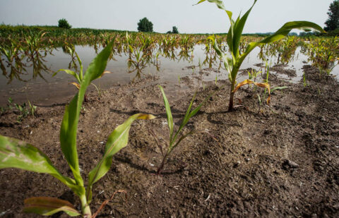 El Ministerio de Agricultura publica un listado de beneficiarios de 43 millones en ayudas por daños causados por la DANA en diez mil parcelas