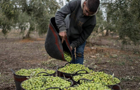 Plantean que las medidas de mercado estén orientadas a revertir los precios ruinosos en origen del aceite de oliva y no a regular cosechas